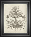 22x26 Fresco Crown Imperial III By Vision Studio - Beige