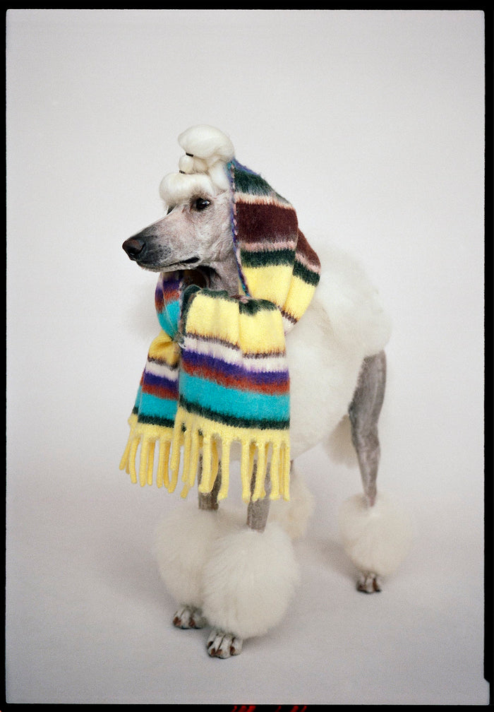 White poodle wearing a colorful striped scarf on a light gray background